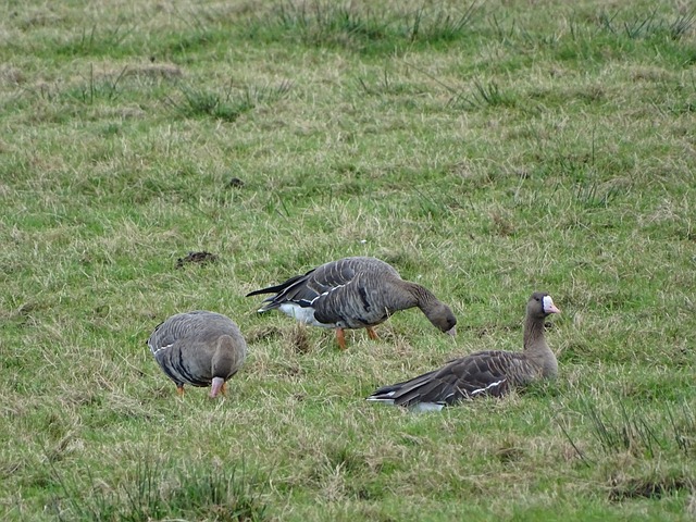 埃因霍温主帅：红军扳平后踢得很好，再进一球会改变比赛走势